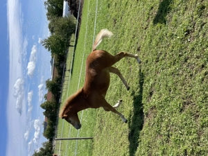 Edelbluthaflinger Hengst Fohlen Bild 2