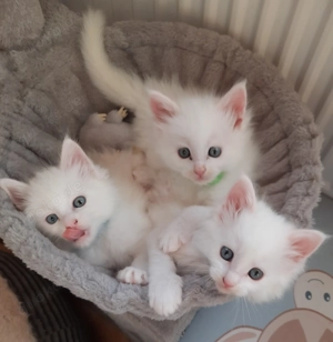 Weiße Maine Coon Kitten