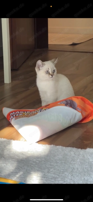 Britisch Kurzhaar Kitte