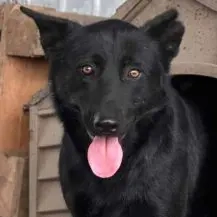 Walter L ca. 52 cm   süßer Pirat