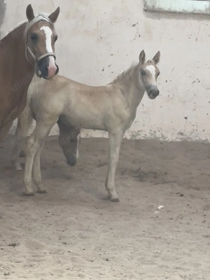 Edelbluthaflinger Hengst Fohlen Bild 2