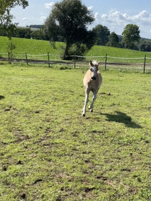 Edelbluthaflinger Hengst Fohlen Bild 3