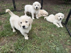 Golden Retriever Welpen 