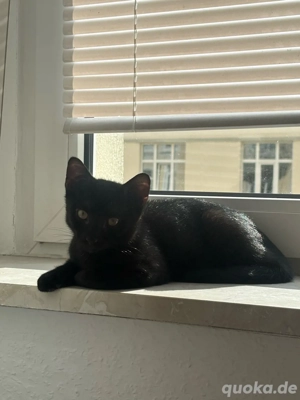 Kater 5 Monate dringend abzugeben