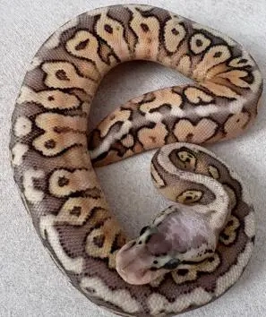 REDUZIERT Königspython Python regius Jungtiere DNZ 25 