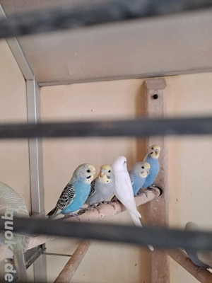 junge Wellensittiche 