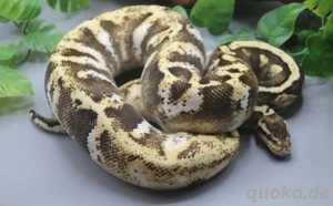 0.1 GHI Sugar Pastel Zuchtweibchen 1800g