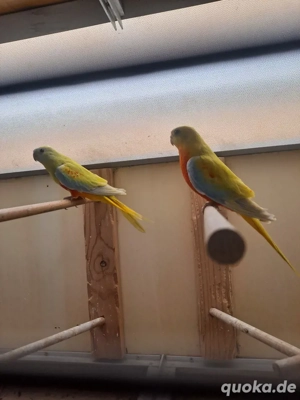 Junge Schönsittiche