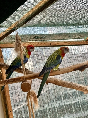 Prachtrosella Pärchen