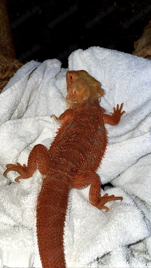 0.2.0 Bartagamen 1 2 red Monster 