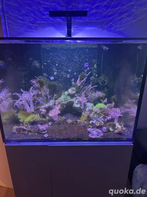 Aquamedic Armatus 300xd   Aquarium   Meerwasser   Korallen Bild 2
