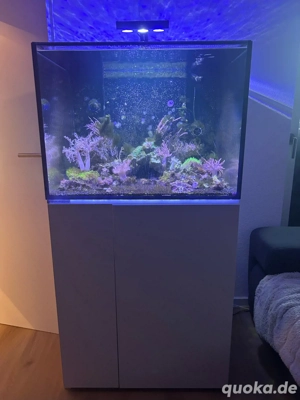 Aquamedic Armatus 300xd   Aquarium   Meerwasser   Korallen