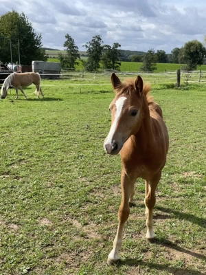 Edelbluthaflinger Hengst Fohlen Bild 5