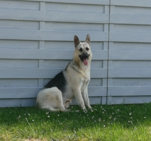 Osteuropäischer Schäferhund Rüde sucht ein neues Zuhause