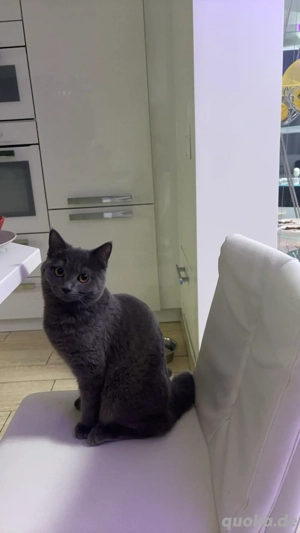 Kartäuser (Chartreux-Typ) Katze abzugeben   1,5 Jahre, weiblich