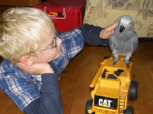 Graupapageien abzugeben, super zahm