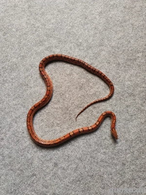 Kornnatter 0.1 Wildfarben (Aztec) het Caramel ph Amel