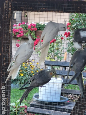 junge Nymphensittiche 