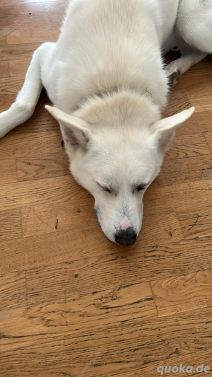 Loki sucht ein neues Zuhause  Bild 3 Loki sucht ein neues Zuhause  Bild 3