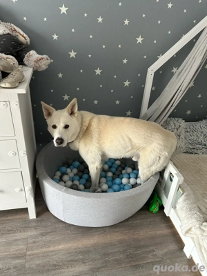 Loki sucht ein neues Zuhause  Bild 2 Loki sucht ein neues Zuhause  Bild 2