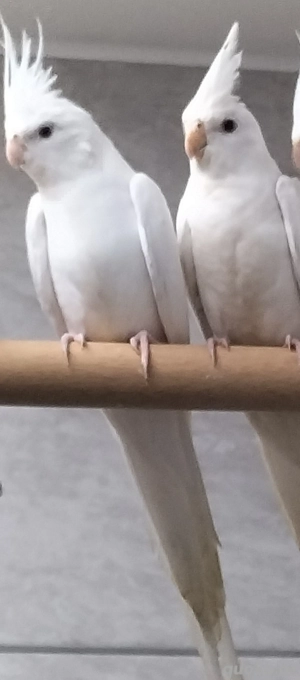 Nymphensittich Paare Albino Rote Augen