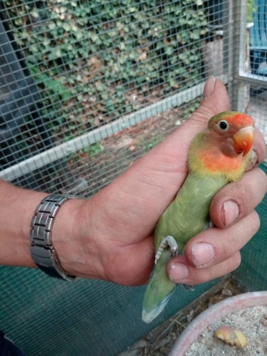 Schwarzköpfchen und Rußköpfchen