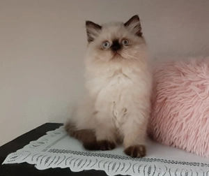 Ragdoll Katze