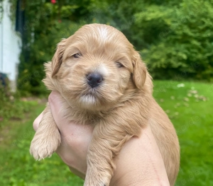 Havaneser Welpen mit Stammbaum  