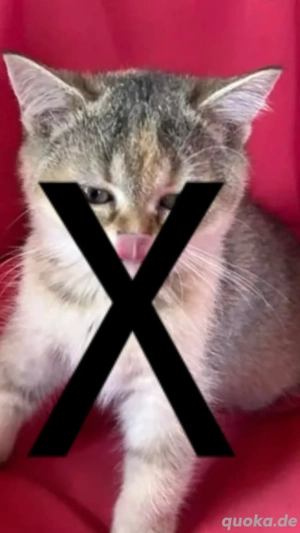 braune(eichhörnchen katze) und rote bkh katze