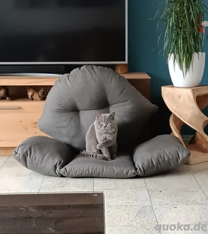 Deckkater BKH -Britisch Kurzhaar- in Blau --kein Verkauf