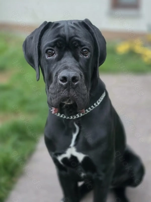 Reinrassiger Cane Corso 8 Monate alt