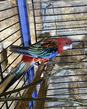 Rosella s abzugeben  Bild 2