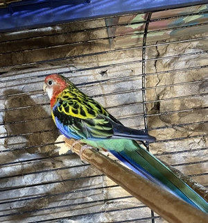 Rosella s abzugeben  Bild 3