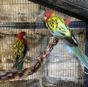 Rosella s abzugeben  Bild 6