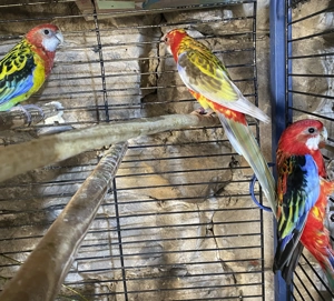 Rosella s abzugeben  Bild 5