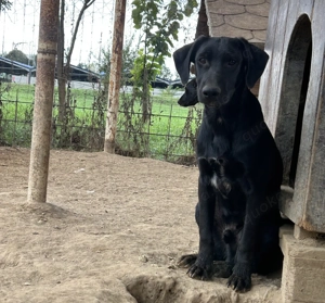 Vadim, z. Zt. in Ungarn, ist ein typischer Welpe. 