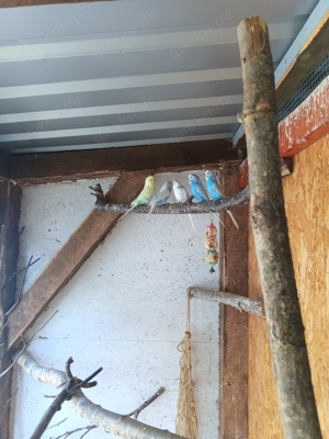 Alle Wellensittiche zusammen zu verkaufen 