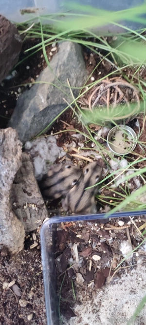 handzahme dsungarische hybride Zwerghamster (hybrid mit Campbell)