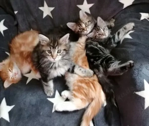 Maine coonis suchen ab sofort ein neues Zuhause