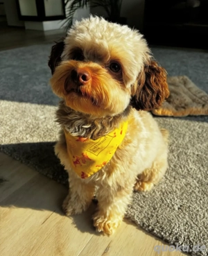 Kleiner Lilly sucht liebevolle Familie