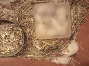 Junge Mäuse 1  Stück abzugeben