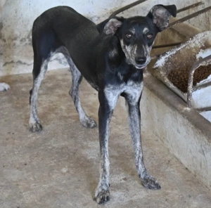 Savina, geb. ca. 01 2025, lebt in GRIECHENLAND, auf einer privaten Pflegestelle