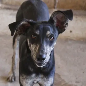 Savina, geb. ca. 01 2025, lebt in GRIECHENLAND, auf einer privaten Pflegestelle 