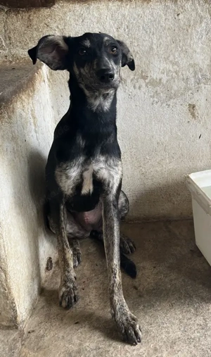 Savina, geb. ca. 01 2025, lebt in GRIECHENLAND, auf einer privaten Pflegestelle Bild 3