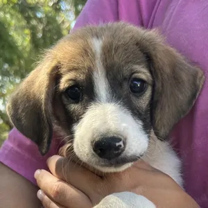 Frieda, geb. ca. 06 2025, lebt in GRIECHENLAND, auf einer privaten Pflegestelle