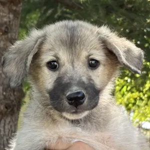 Livia, geb. ca. 06 2025, lebt in GRIECHENLAND, auf einer privaten Pflegestelle