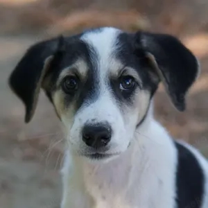 Fiore, geb. ca. 06 2025, lebt in GRIECHENLAND, auf einer privaten Pflegestelle