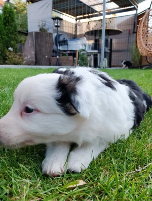 Bordercollie  welpen