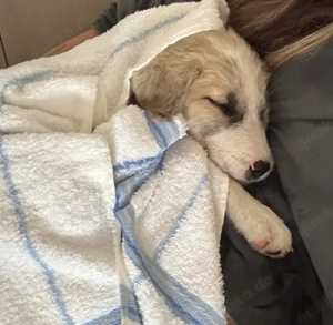 Manfred, geb. ca. 06 2025, lebt in GRIECHENLAND, auf einer privaten Pflegestelle Bild 2