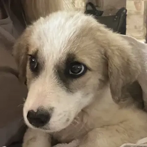 Manfred, geb. ca. 06 2025, lebt in GRIECHENLAND, auf einer privaten Pflegestelle